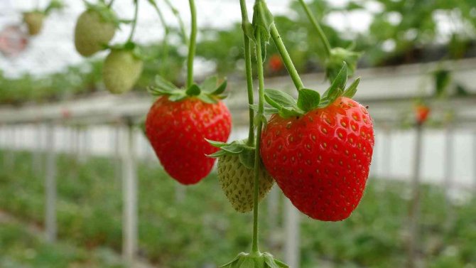 Hobi Olarak Başladıkları Topraksız Tarım Meslek Sahibi Yaptı