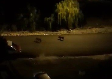 Ordu’da Aç Kalan Domuzlar Şehir Merkezine İndi