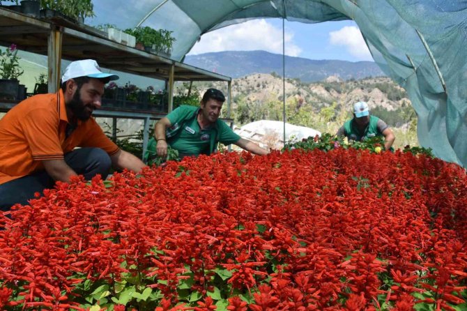 Belediyenin Yetiştirdiği Süs Bitkileri İlçeye Çiçek Bahçesine Dönüştürdü
