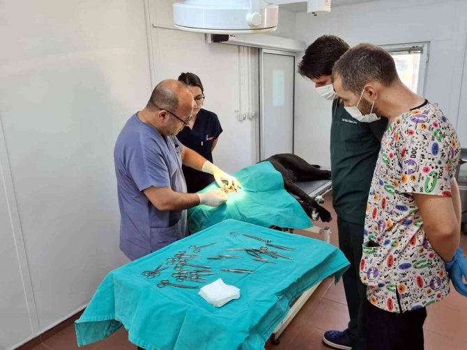 Osmangazi, Binlerce Hayvana Şifa Oldu