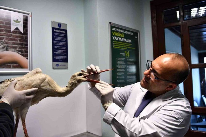 Osmangazi, Binlerce Hayvana Şifa Oldu