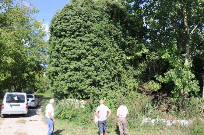 Sarmaşıkların Arasında Saklı Kalmış 800 Yıllık Tarih