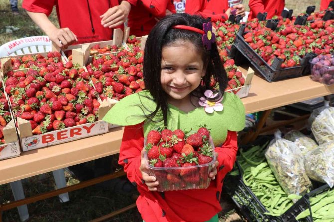 Samsun’da Çilek Üretimi Artıyor