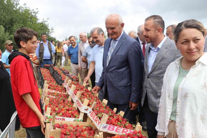 Samsun’da Çilek Üretimi Artıyor