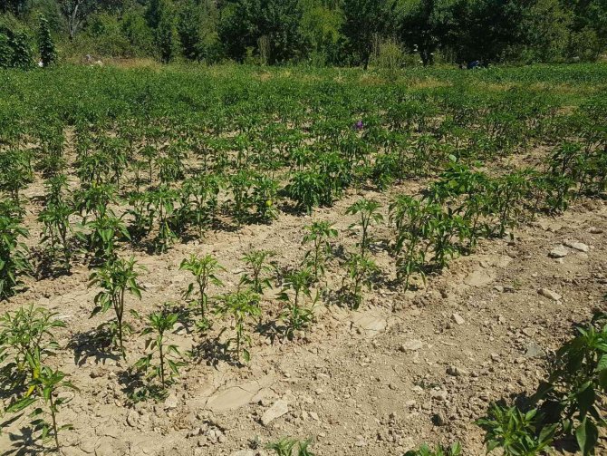 Şaphane’de Sebze Bahçelerinde Hastalık Ve Zararlı Kontrolleri