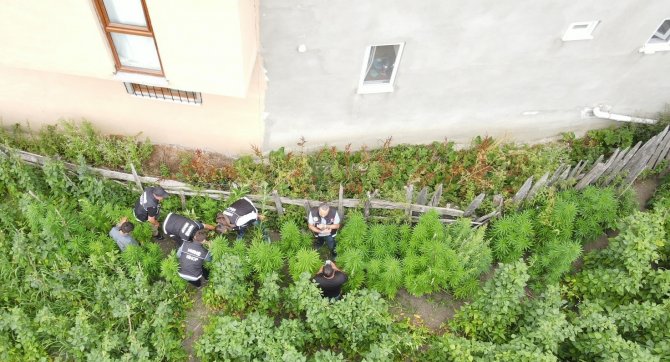 Sinop’ta Kenevir Operasyonu: 36 Kök Hint Keneviri Ele Geçirildi