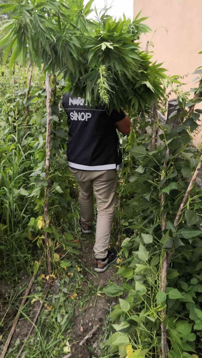 Sinop’ta Kenevir Operasyonu: 36 Kök Hint Keneviri Ele Geçirildi