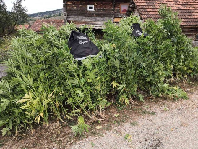 Sinop’ta Kenevir Operasyonu: 36 Kök Hint Keneviri Ele Geçirildi