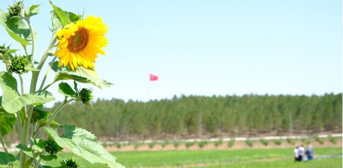 Solucan Gübresiyle Üretilen Ürünlerin Hasadına Başlandı