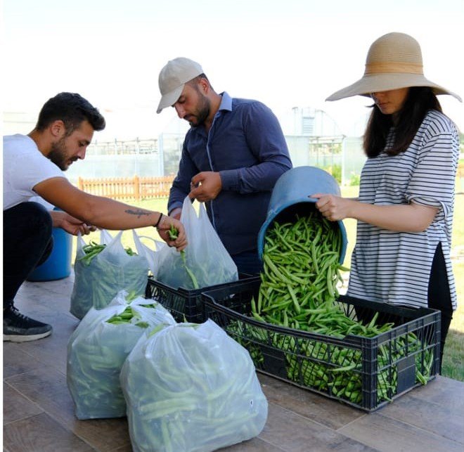 Solucan Gübresiyle Üretilen Ürünlerin Hasadına Başlandı
