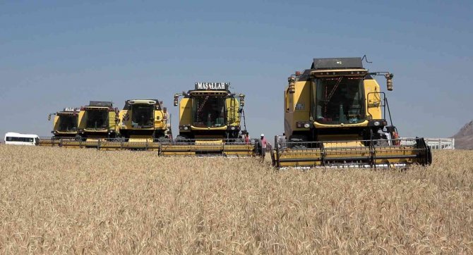 Sivas’ta Hasadına Başlandı, Türkiye’nin İhtiyacının Yarısını Karşılayacak