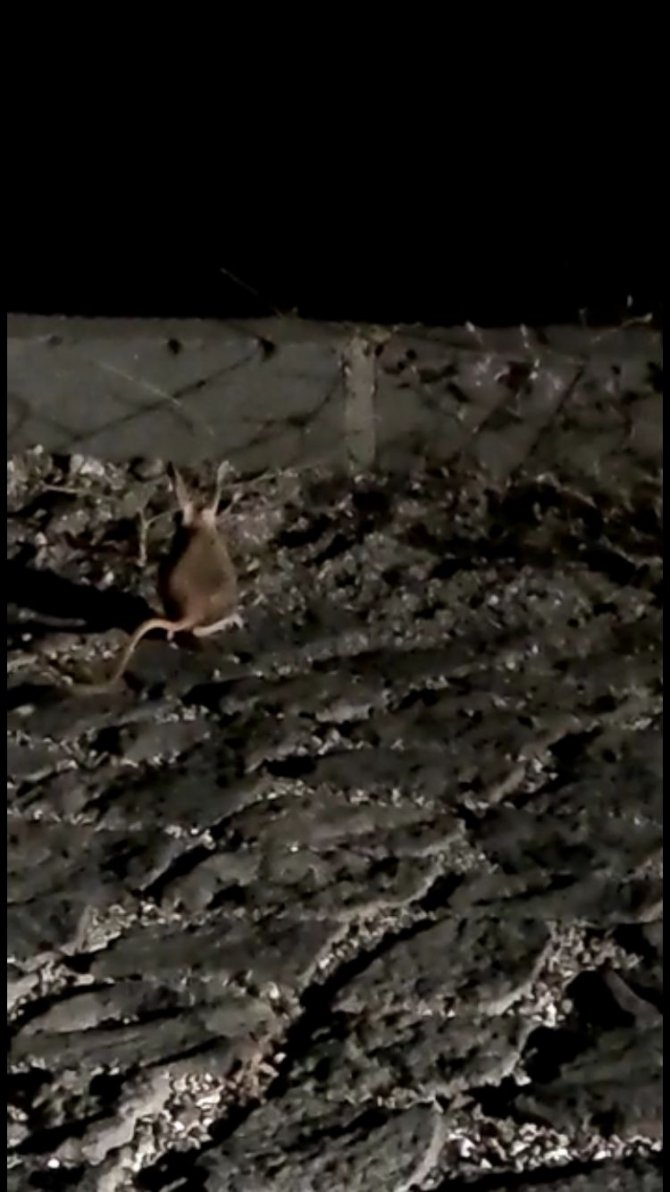 Nemrut Kalderasında Arap Tavşanı Görüntülendi