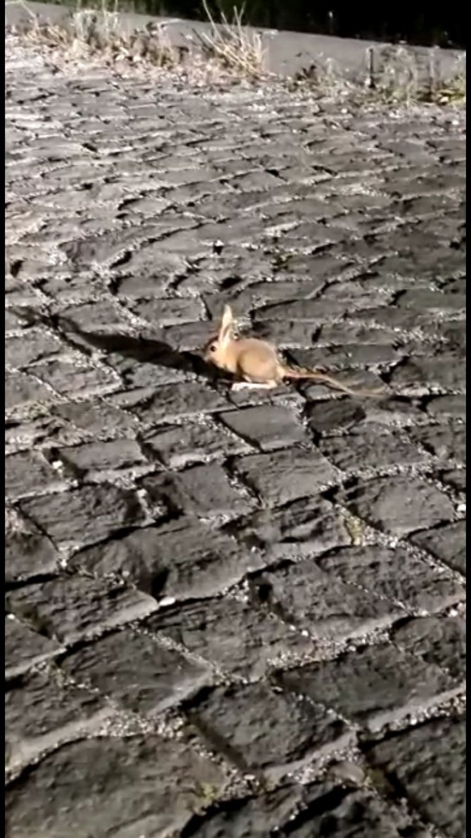 Nemrut Kalderasında Arap Tavşanı Görüntülendi