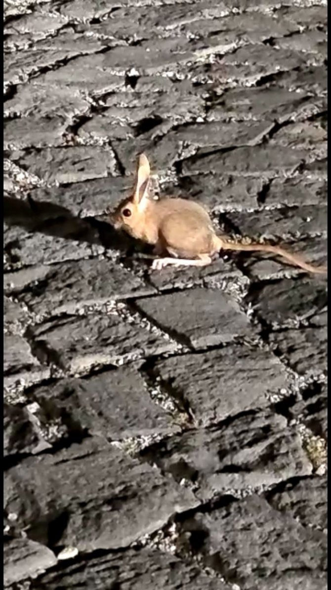 Nemrut Kalderasında Arap Tavşanı Görüntülendi