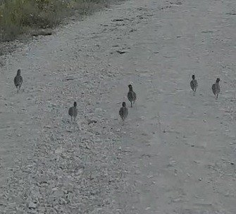 Tunceli’de Çil Keklik Sürüsü Görüntülendi