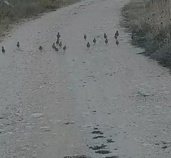 Tunceli’de Çil Keklik Sürüsü Görüntülendi
