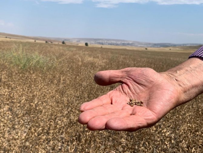 Anadolu’nun 500 Yıllık Bitkisi Pelemir İçin Hasat Zamanı