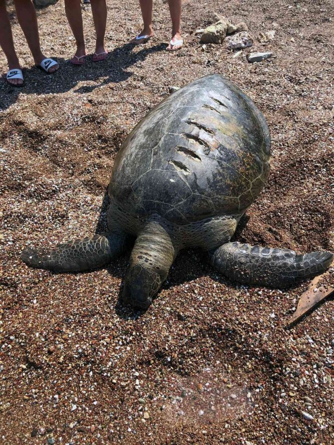 Ölü Caretta Caretta Kıyıya Vurdu