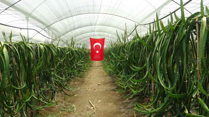 Ejder Meyvesi Üreticinin Yüzünü Güldürdü