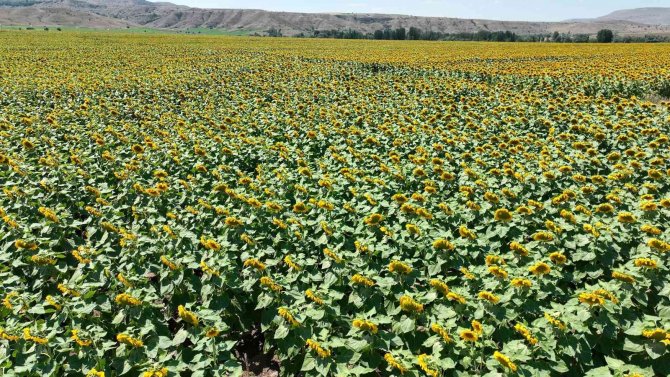 Vali Açıkladı, Üretimi Artıyor