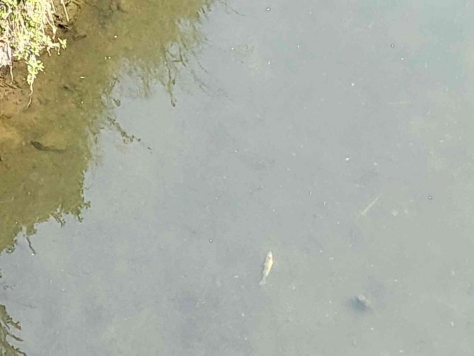 Alibeyköy Deresinde Balık Ölümleri