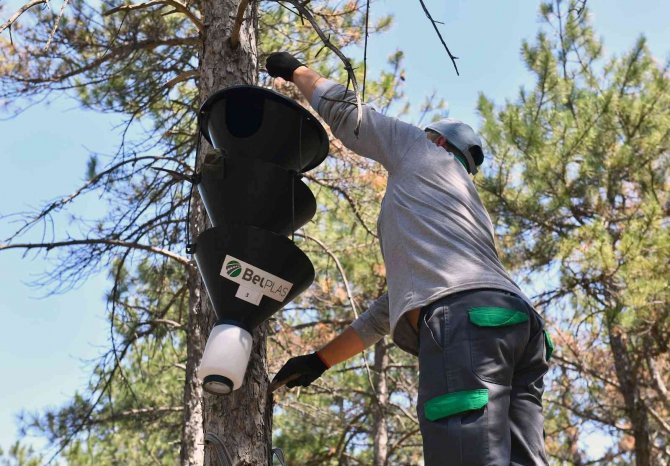 “Feromonlu Tuzak Projesi” İle Ağaçlar Korumaya Alınıyor