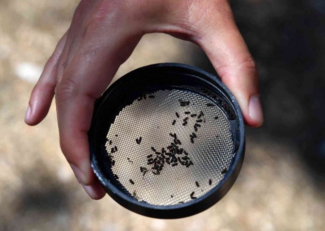 “Feromonlu Tuzak Projesi” İle Ağaçlar Korumaya Alınıyor