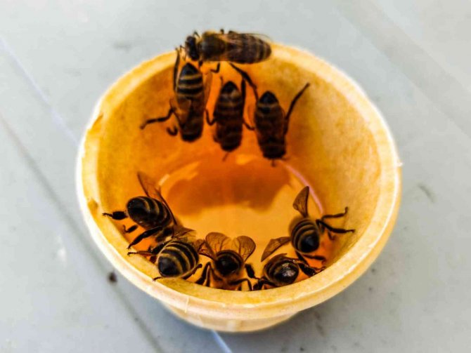 19. Ardahan Ulusal Kültür Ve Bal Festivaline Yoğun İlgi