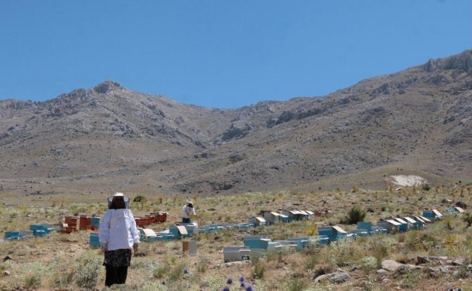 Uzmanlığını Anne Şefkati İle Birleştirip Arıcılığa Başladı