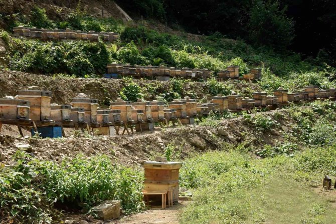 Artvin’de Bal Ormanları Arıcıların Hizmetine Açılmaya Devam Ediyor
