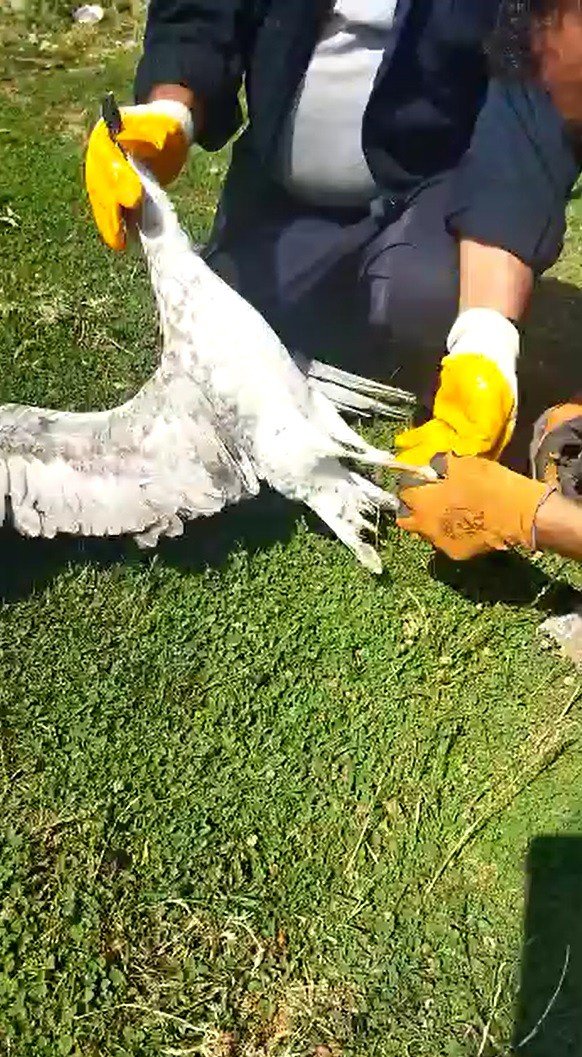 Telefon Direğinde Mahsur Kalan Martı Kurtarıldı