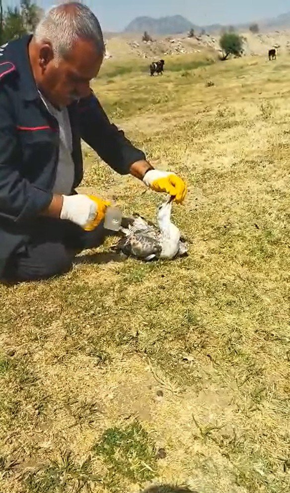 Telefon Direğinde Mahsur Kalan Martı Kurtarıldı