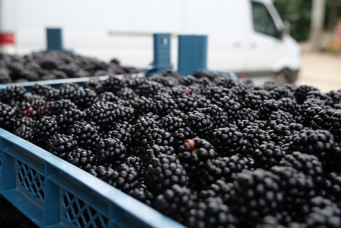 Ahudududa Bereketli Hasat