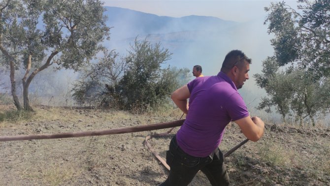 Zeytinlikteki Yangın Korkuttu