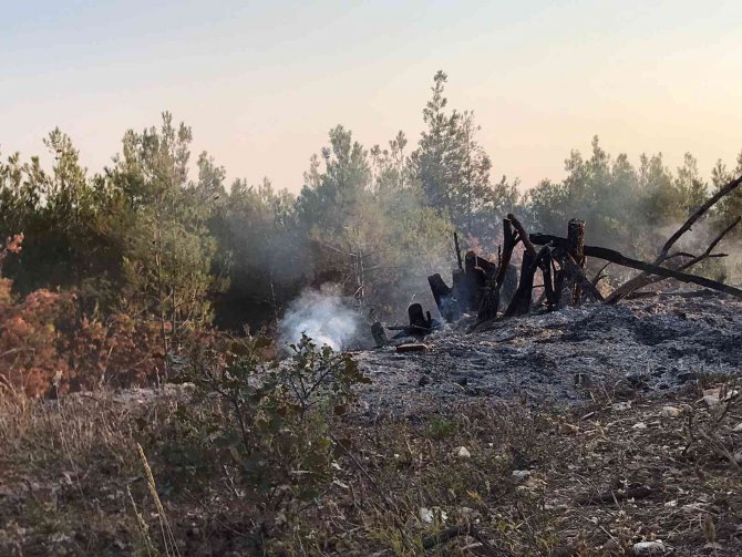 Ormanlık Alandaki Örtü Yangını Büyümeden Söndürüldü