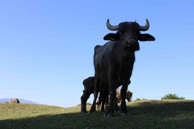 Düzce’de Geçtiğimiz Ay Yaşanan Sel, Manda Üretimini Vurdu