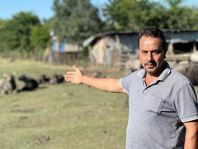 Düzce’de Geçtiğimiz Ay Yaşanan Sel, Manda Üretimini Vurdu