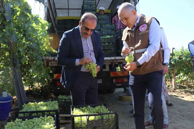 Çekirdeksiz Sultani Üzümü İhracat Yolcusu