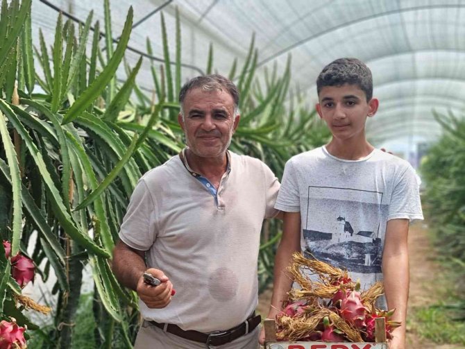 Ejder Meyvesi Üreticinin Yüzünü Güldürdü