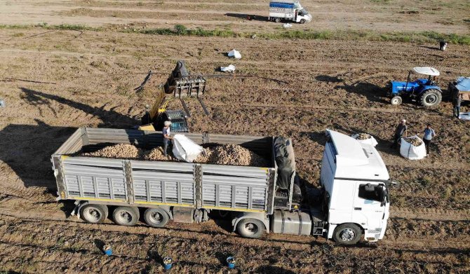 Patates, Çiftçinin Yüzünü Güldürdü