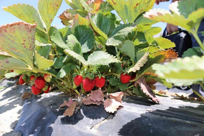 Erzincan’da Çilek Hasadı Başladı