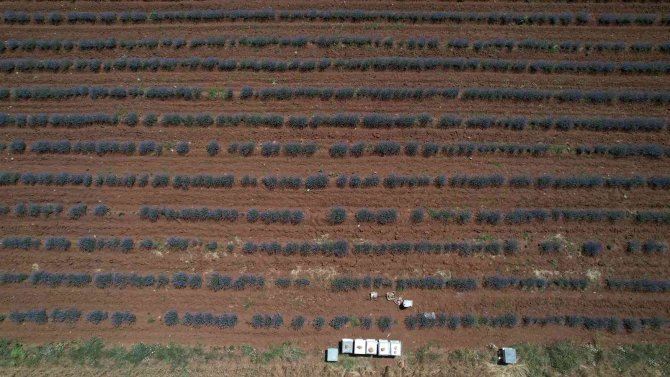 Başkan Altay: “Lavanta Üretiminin Artması İçin Desteğimiz Devam Ediyor”