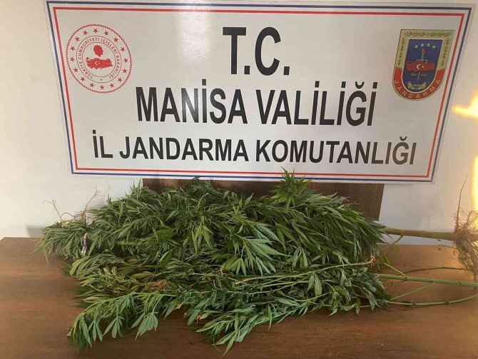 Gölmarmara Ve Sarıgöl’de Kenevir Operasyonu
