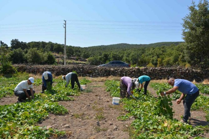 Selendi’de Kornişon Salatalık Hasadı Başladı