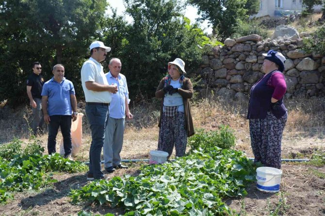 Selendi’de Kornişon Salatalık Hasadı Başladı
