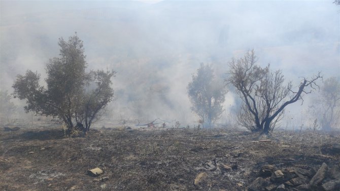 Zeytinlikteki Yangın Korkuttu