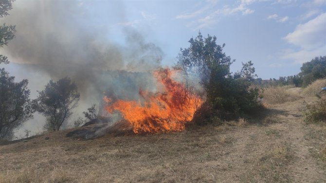 Zeytinlikteki Yangın Korkuttu