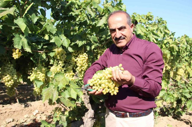 Çekirdeksiz Sultani Üzümü İhracat Yolcusu