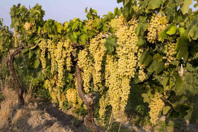 Çekirdeksiz Sultani Üzümü İhracat Yolcusu