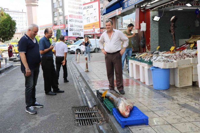 Dev Yayın Balığı Herkesin İlgi Odağı Oldu